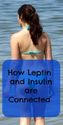 Hormone Information: The Way Leptin is Connected To Insulin