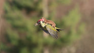 What Dress? Check Out This Photo Of A Baby Weasel Riding A Flying Woodpecker!