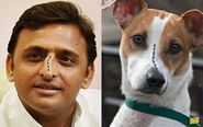 Akhilesh Yadav and a Dog