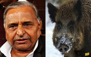 Mulayam Singh and a Wild Boar