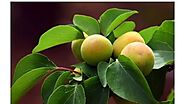 Apricots - Eating Benefits