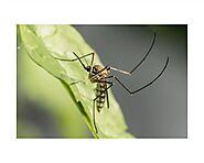 Dengue - Causes Symptoms Treatment