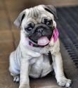 Pug Love - Pug Breeder, Pug Products and Pet Store.