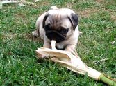Pug Love - Pug Breeder, Pug Products and Pet Store.