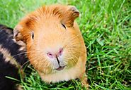 How long do guinea pigs live? Get the best knowledge about Guinea Pigs.