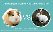 Guinea Pig vs Rabbit. Who is better as a pet.