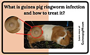 What is guinea pig ringworm infection and how to treat it?