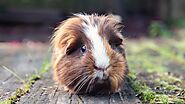 Everything to know about baby Guinea pigs