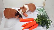 How many carrots can guinea pigs eat in a day