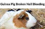 How to fix guinea pig broken nail bleeding