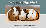 Do Guinea Pig Bite?