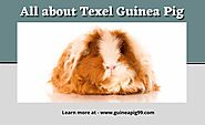 All About Texel Guinea Pig
