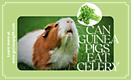 Can guinea pigs eat celery?