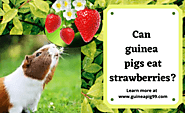 Can guinea pigs eat strawberries?