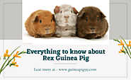Everything to know about Rex Guinea Pig