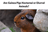 Are Guinea Pigs Nocturnal or Diurnal Animals?