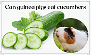 Can guinea pigs eat cucumbers?