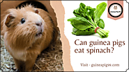 Can guinea pigs eat spinach?