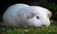 All to know about Albino guinea pigs