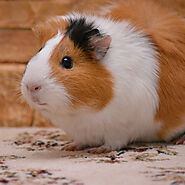 Can guinea pigs eat cabbage?