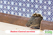 rodent pest control services in Kolkata