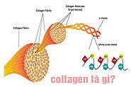 Collagen là chất gì và bổ sung collagen bằng cách nào ?