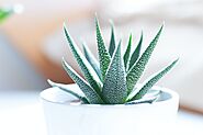 How to Keep Indoor Plants Healthy In Your Condo | Camella Manors