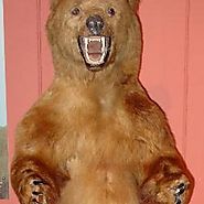 Arthur the Bear (@Arthur_the_bear)