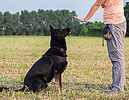 Top 10 Dog Obedience Commands to Master - Alpha Paws