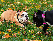 The Importance of Socialization in Puppy Training