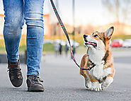 The Road to a Well-Behaved Dog: What to Expect from Your First Obedience Class