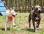 Off-Leash Dog Training Tips for Your Trip to the Dog Park