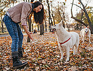 Off-Leash Dog Training Tips & Fun Games for Reliability 