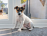 Puppy Potty Training Do’s & Don’ts for New Owners
