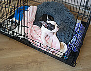 A Step-by-Step Guide to Crate Training a Puppy