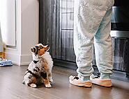 Puppy Potty Training: What to Do When You Live in an Apartment