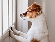 How to Manage Separation Anxiety in Your Dog