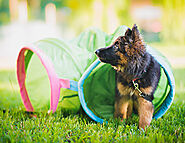 Fun Ways to Train Your Puppy