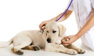 Find The Best Veterinary Specialist in Windsor