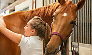 Horse Grooming: A Step-by-Step Guide - Horse Owners Club