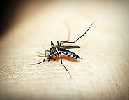 Mosquitoes and Changing environment