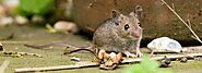 Rodent Removal | San Antonio & Surrounding Areas | Critter One