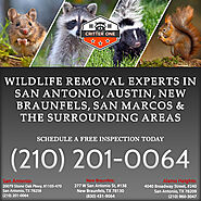 Wildlife Control Services – Safe & Swift Wildlife Removal | Critter One