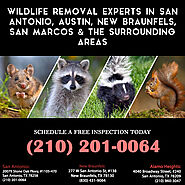 Raccoon Removal San Antonio ,Austin, New Braunfels,San Marcos