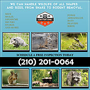 Wildlife Removal San Antonio, New Braunfels | Wildlife Control San Marcos