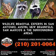 Critter Removal San Antonio & Surrounding Areas | Critter One