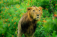 Gir Jungle Safari Online Booking | Gir National Park Safari Booking - Natures Sprout