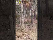 Tiger Sighting during Jungle Safari in Bor - Nature's Sprout