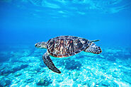 You’ve got some of the best odds in the world to see large marine life in the Maldives