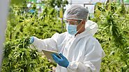 A Guide to Worker Safety in the Cannabis Industry